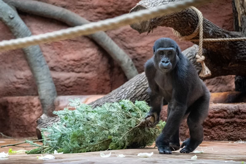 Zoo Praha - Samec gorily nížinné Ajabu