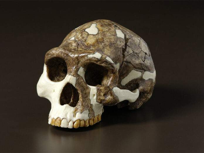 Lebka Homo erectus, předchůdce moderních lidí