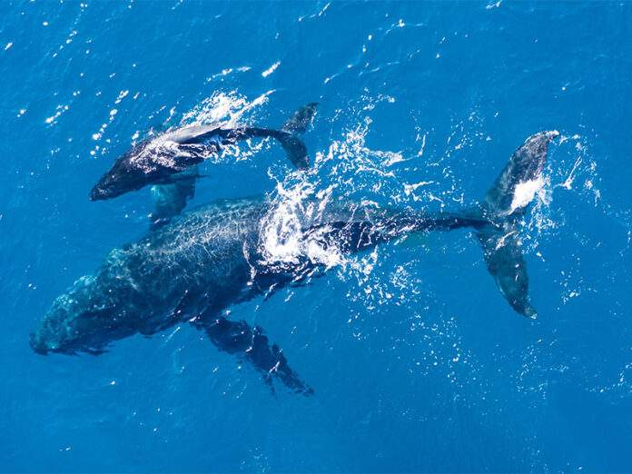 Keporkaci fotografovaní shora pomocí leteckého dronu u pobřeží kapalua na Havaji