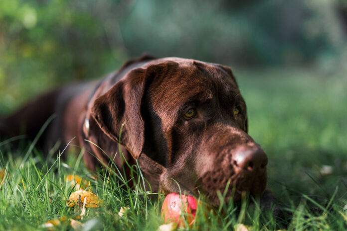 Labrador - Nadváha - Pes