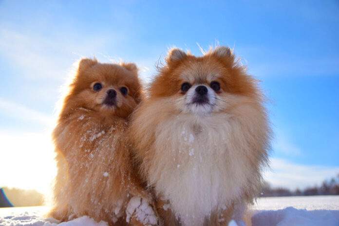 Pomeranian - Pes