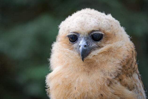 Zoo Praha je jediná zoo, které se tento vzácně chovaný druh podařilo rozmnožit