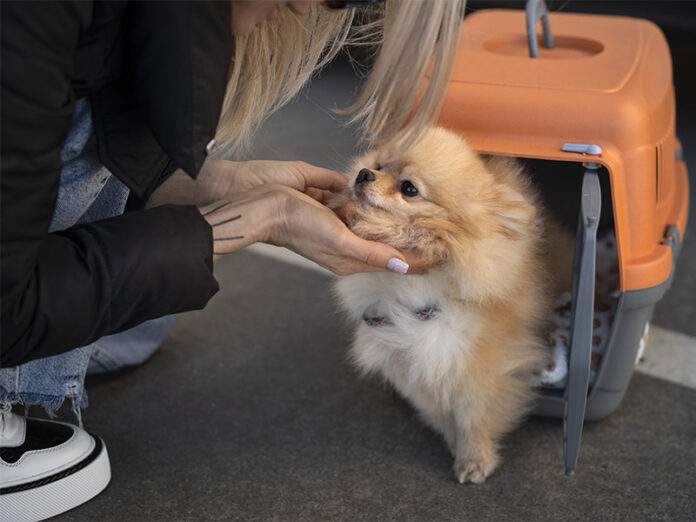 V Turecku se začíná objevovat i veterinární turistika