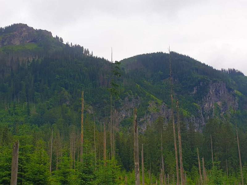 Podél cesty jsou samé vysokohorské lesy - Tatry - Polsko