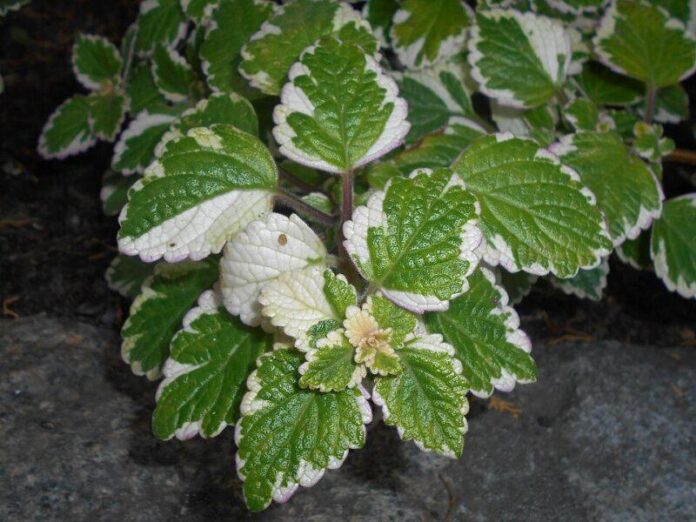 Pochvatec (Plectranthus forsteri)