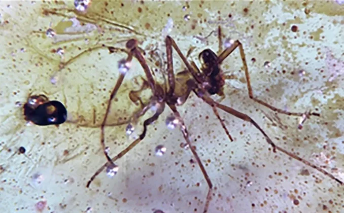 Hmyz ve 112 milionů let starém jantaru