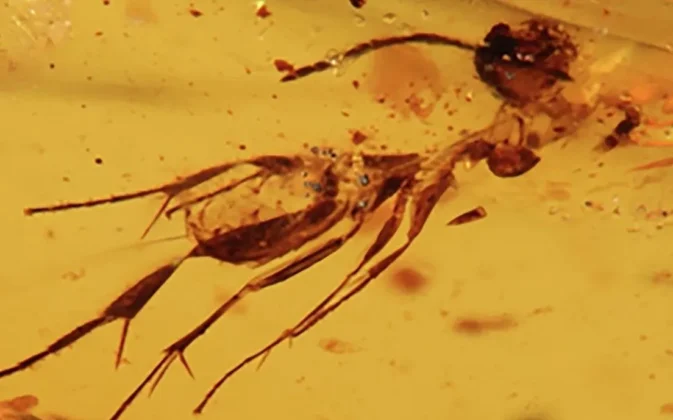 Hmyz ve 112 milionů let starém jantaru