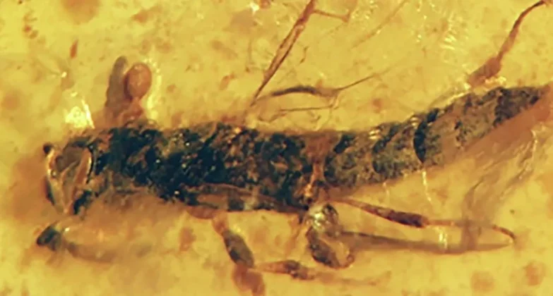Hmyz ve 112 milionů let starém jantaru