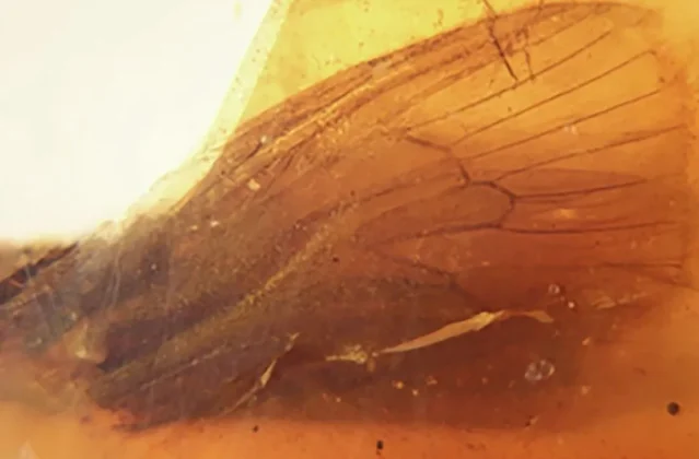 Hmyz ve 112 milionů let starém jantaru