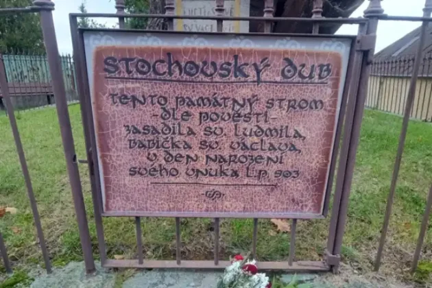 Svatováclavský dub