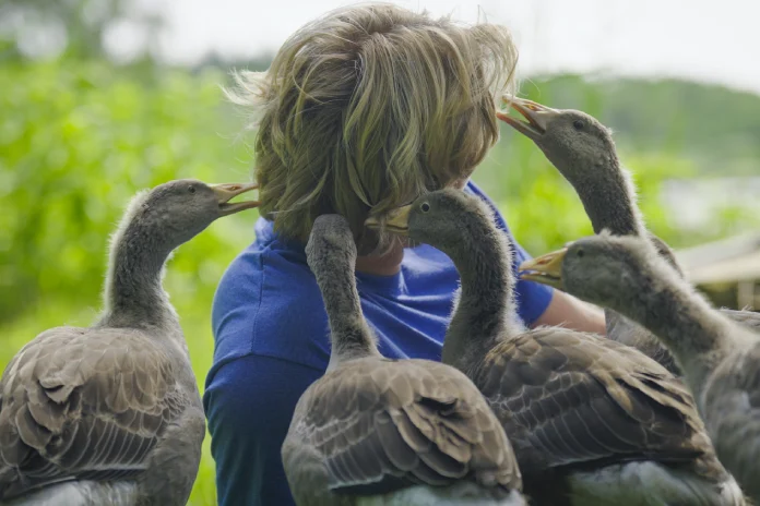 Husopas Janek Bednařík
