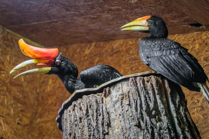 Samice dvojzoborožce nosorožčího Sharjah a její první pražské mládě