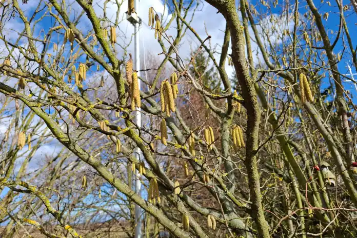 Rozkvetlá líska v Doksanech