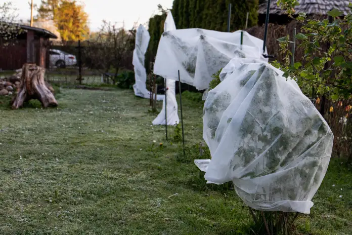 Ochrana keřů před nočními mrazy pomocí netkané textilie